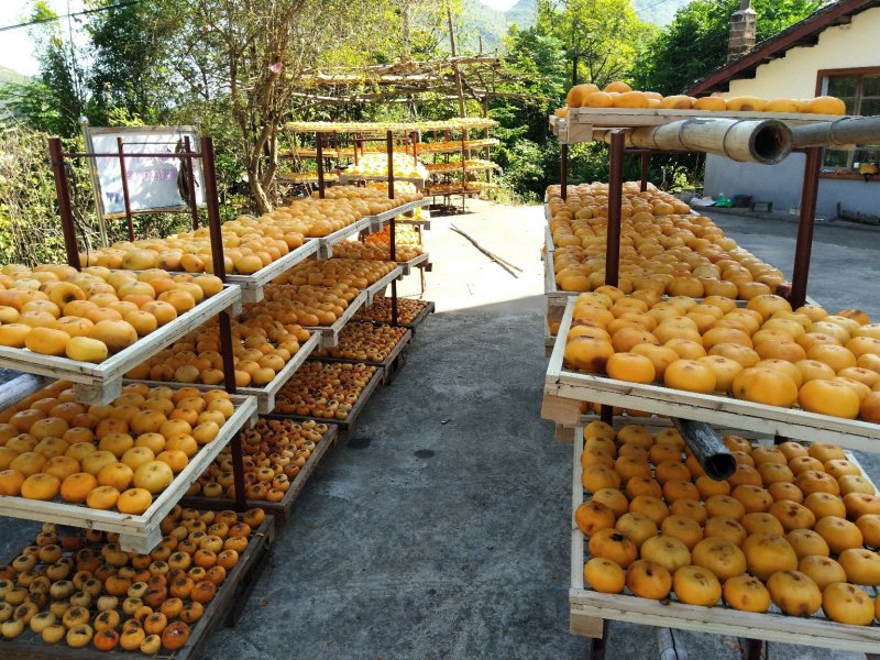 广西桂林精品柿饼大量上市，产地一手货源，规格多样欢迎选购