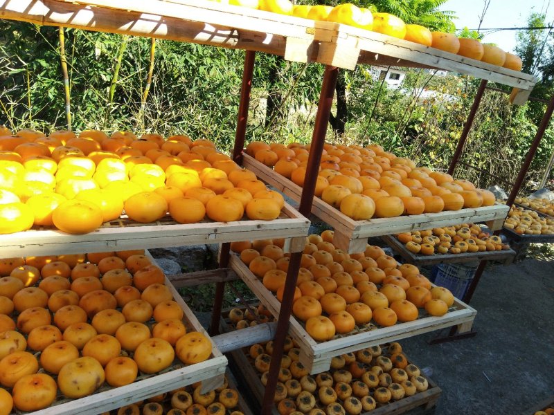 广西桂林精品柿饼大量上市，产地一手货源，规格多样欢迎选购