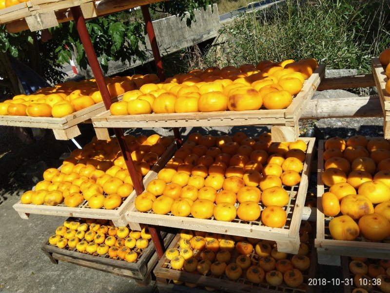 广西桂林精品柿饼大量上市，产地一手货源，规格多样欢迎选购