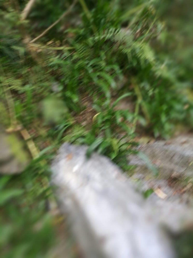 兰花