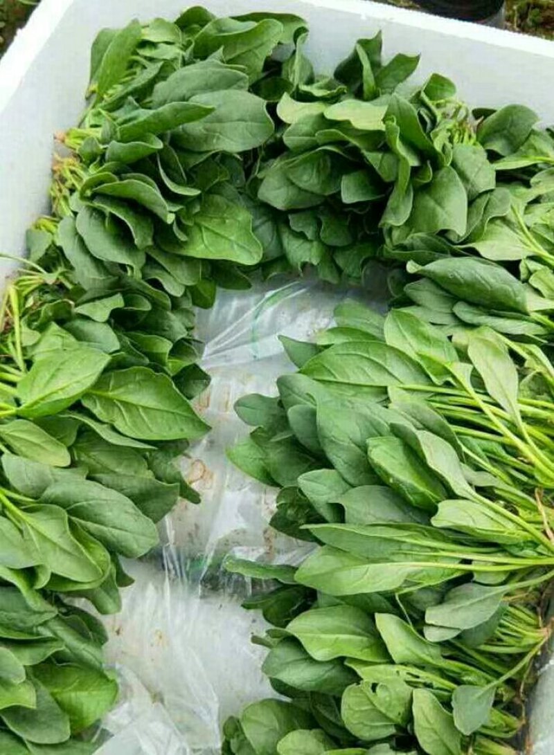 大量供应精品菠菜，电商平台商超，市场，加工厂可长期供货