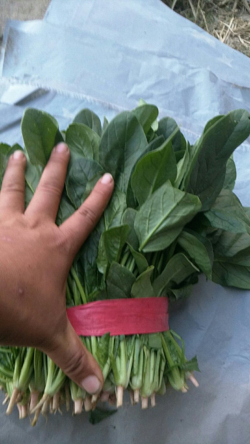 大量供应精品菠菜，电商平台商超，市场，加工厂可长期供货