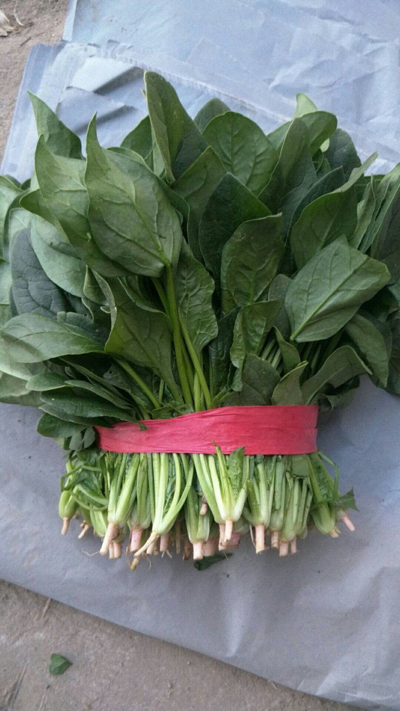 大量供应精品菠菜，电商平台商超，市场，加工厂可长期供货