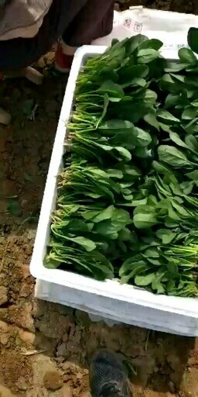 大量供应精品菠菜，电商平台商超，市场，加工厂可长期供货