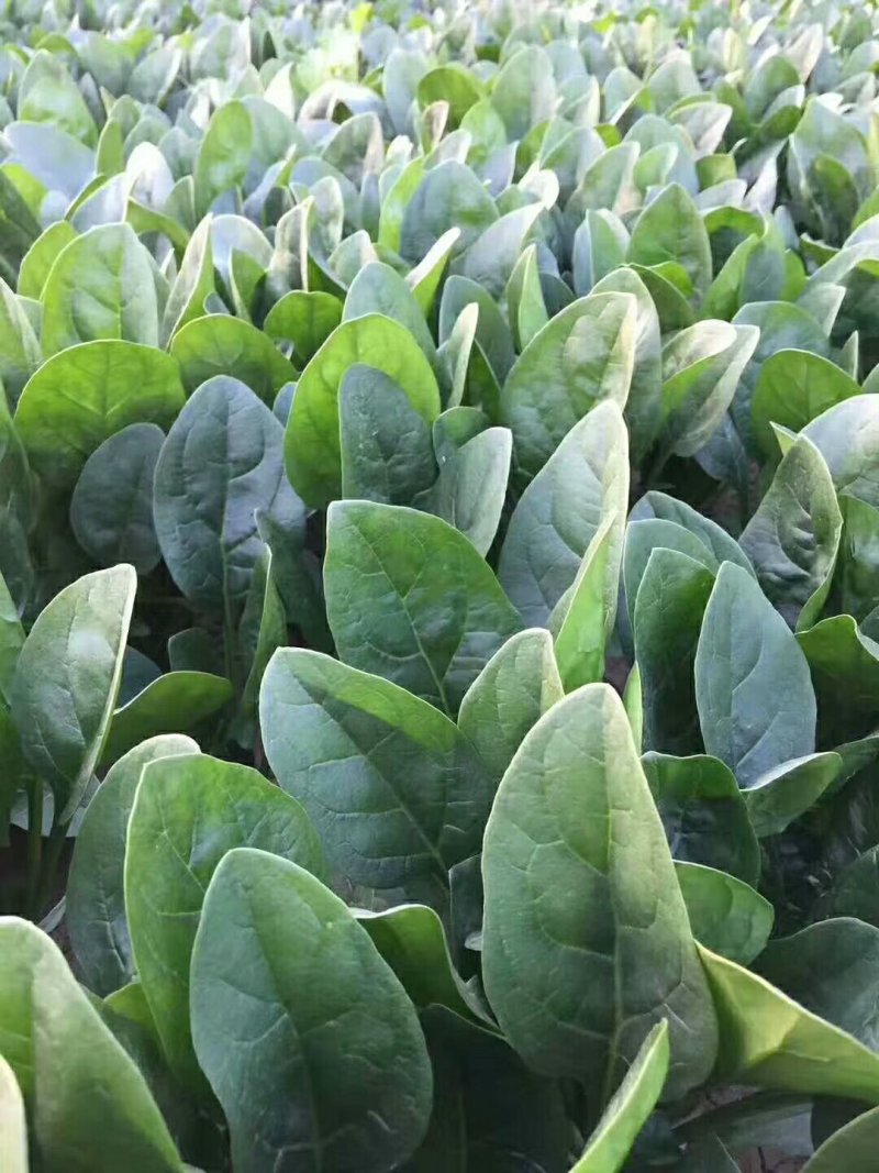 大量供应精品菠菜，电商平台商超，市场，加工厂可长期供货