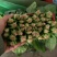 大量供应精品菠菜，电商平台商超，市场，加工厂可长期供货