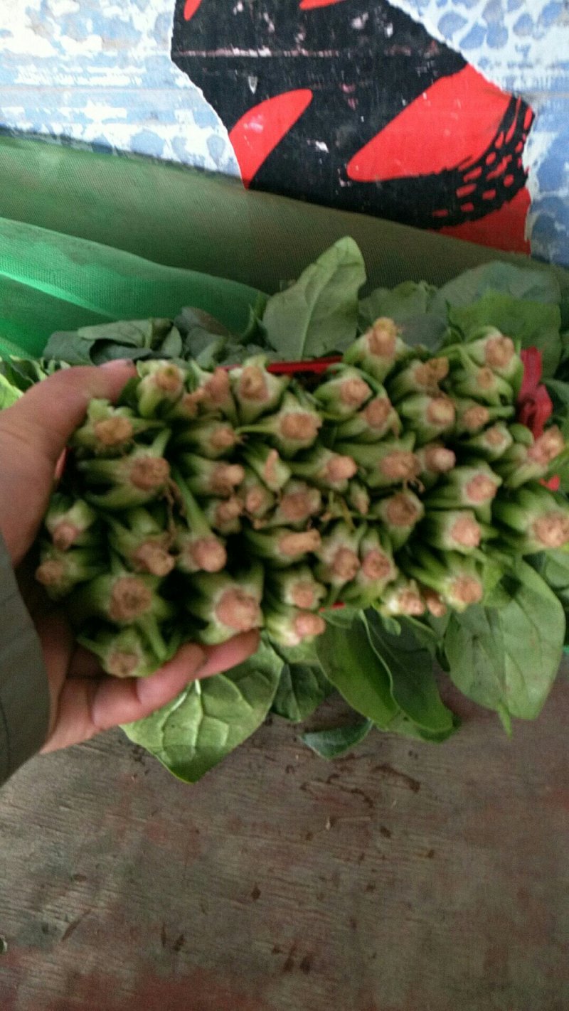 大量供应精品菠菜，电商平台商超，市场，加工厂可长期供货