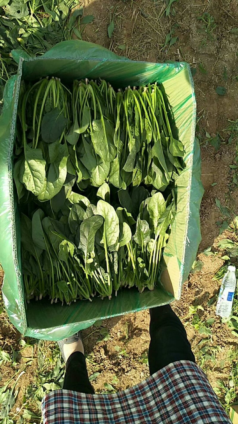 大量供应精品菠菜，电商平台商超，市场，加工厂可长期供货