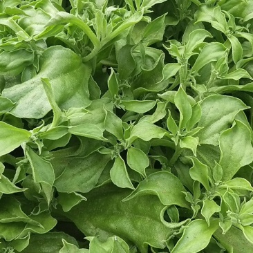 山东寿光蔬菜野菜冰草，货优量足支持一件代发，欢迎电话联系