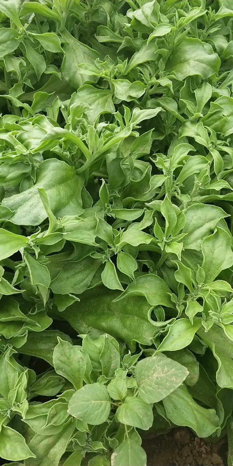 山东寿光蔬菜野菜冰草，货优量足支持一件代发，欢迎电话联系