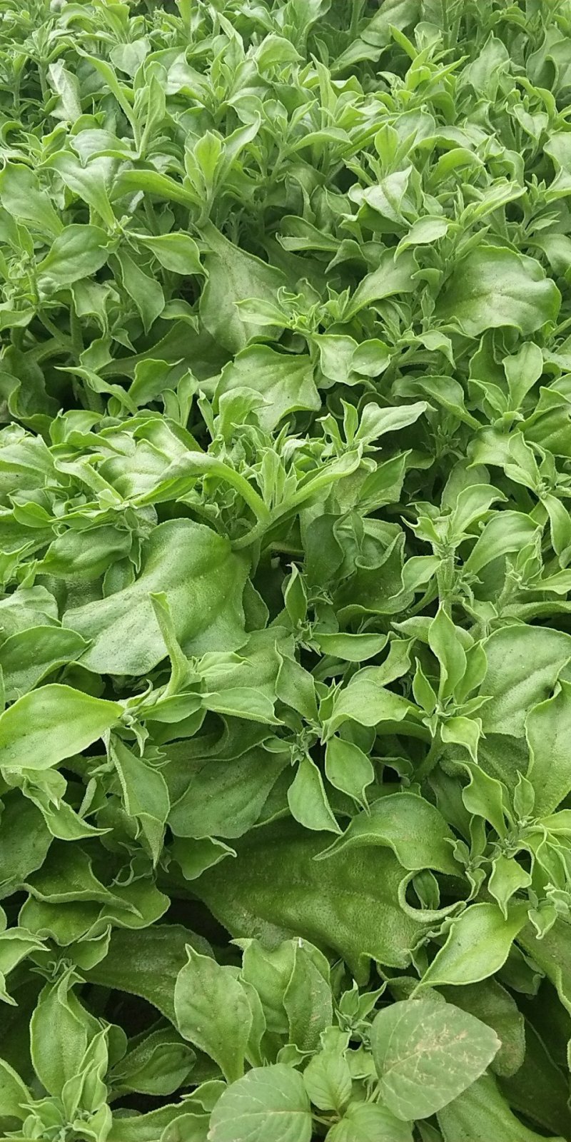 山东寿光蔬菜野菜冰草，货优量足支持一件代发，欢迎电话联系