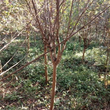 供应百日红