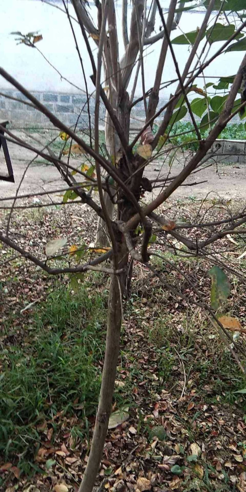 供应百日红