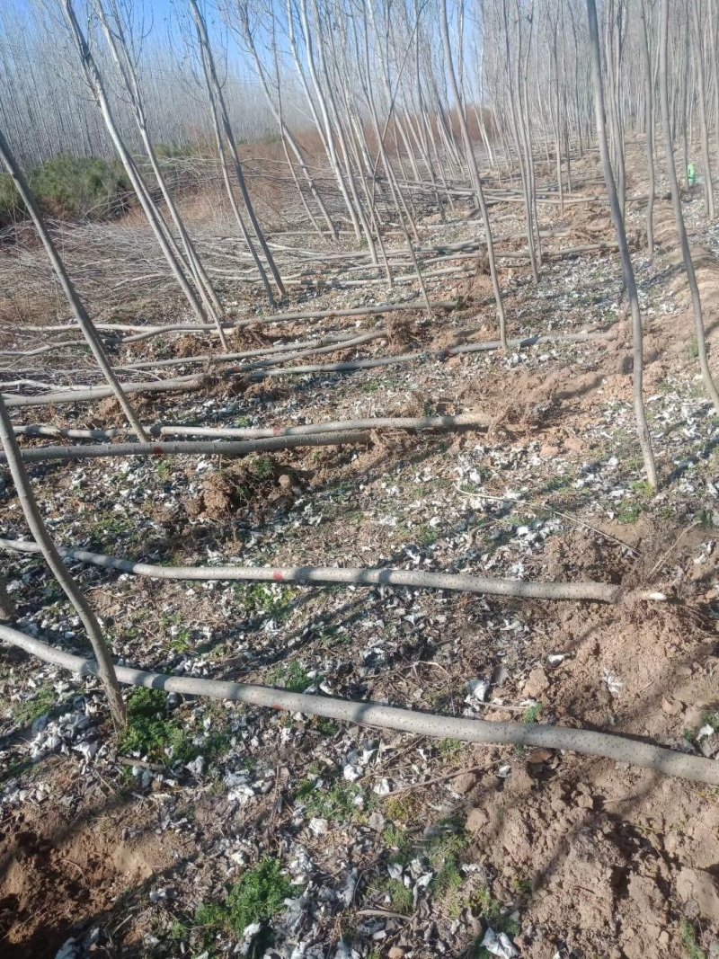3公分起步至12公分刺槐各种规格各种截头