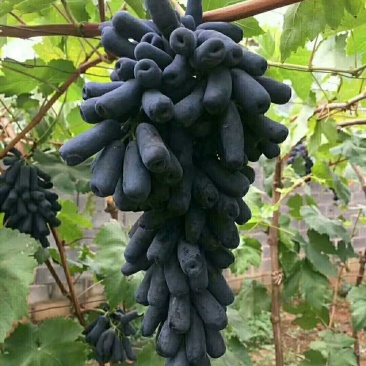 甜蜜蓝宝石葡萄苗有需要的联系。