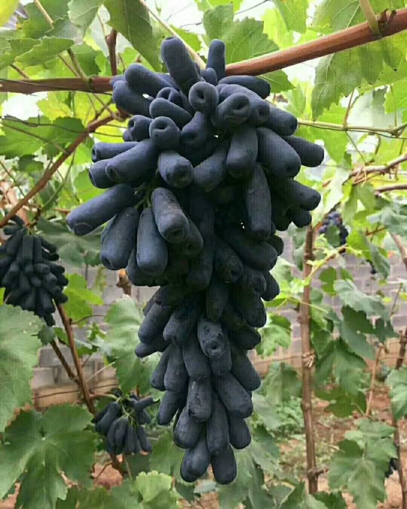 甜蜜蓝宝石葡萄苗有需要的联系。