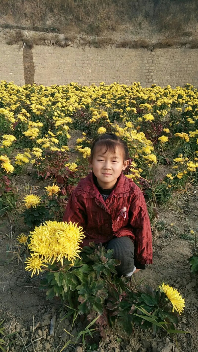 金丝黄菊