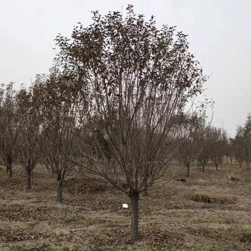 炫丽海棠