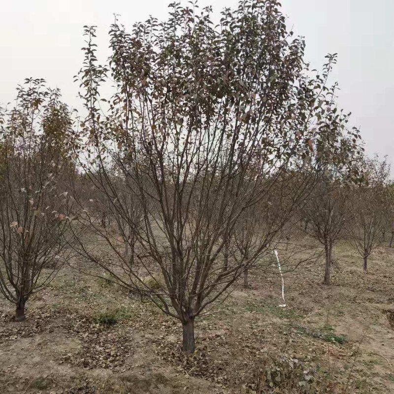 炫丽海棠