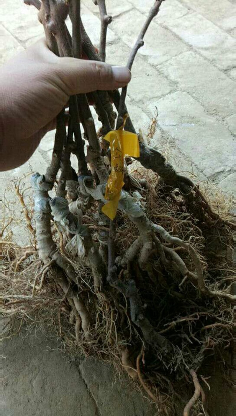 翠香猕猴苗