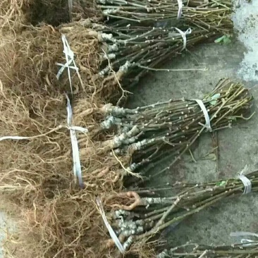 翠香猕猴苗