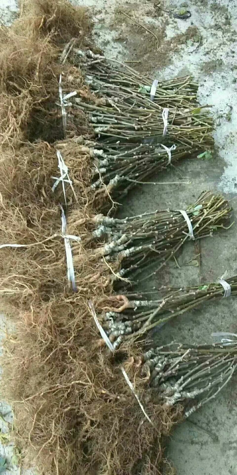 翠香猕猴苗
