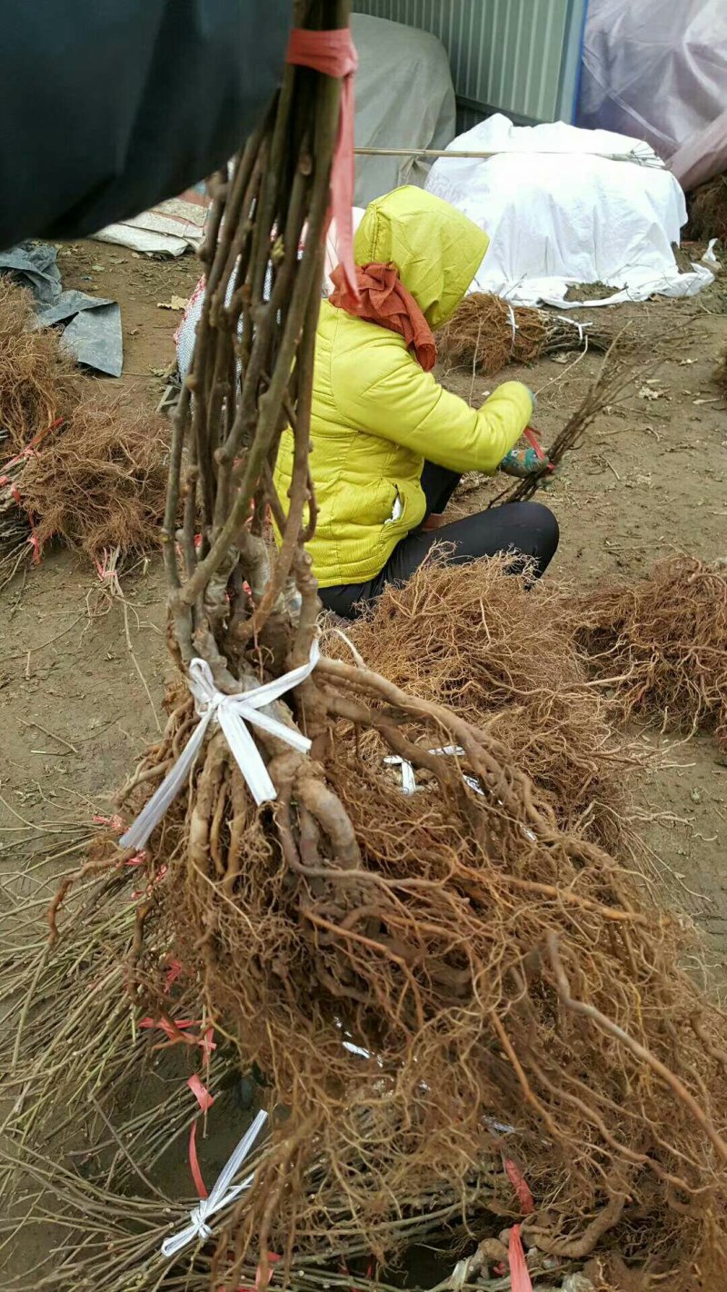 翠香猕猴苗