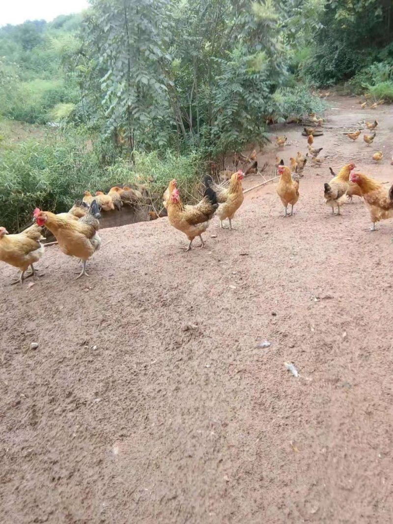 全生态放养绿壳土鸡蛋