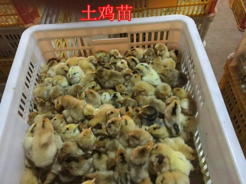 青脚土鸡出壳苗统货孵化场直销细高脚土鸡