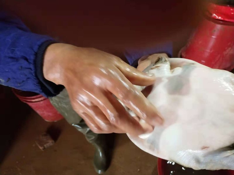 甲鱼