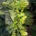 菠菜