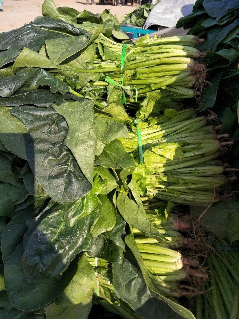 菠菜