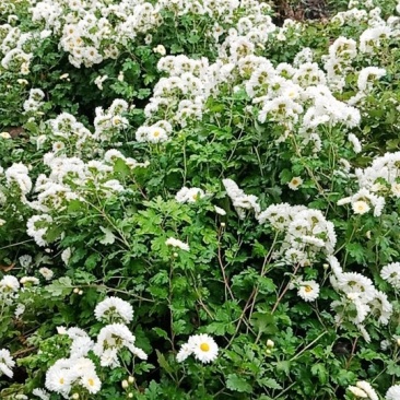 杭白菊