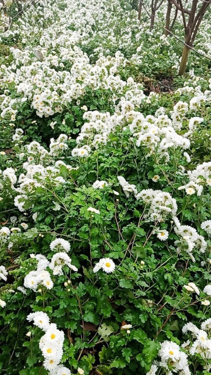 杭白菊