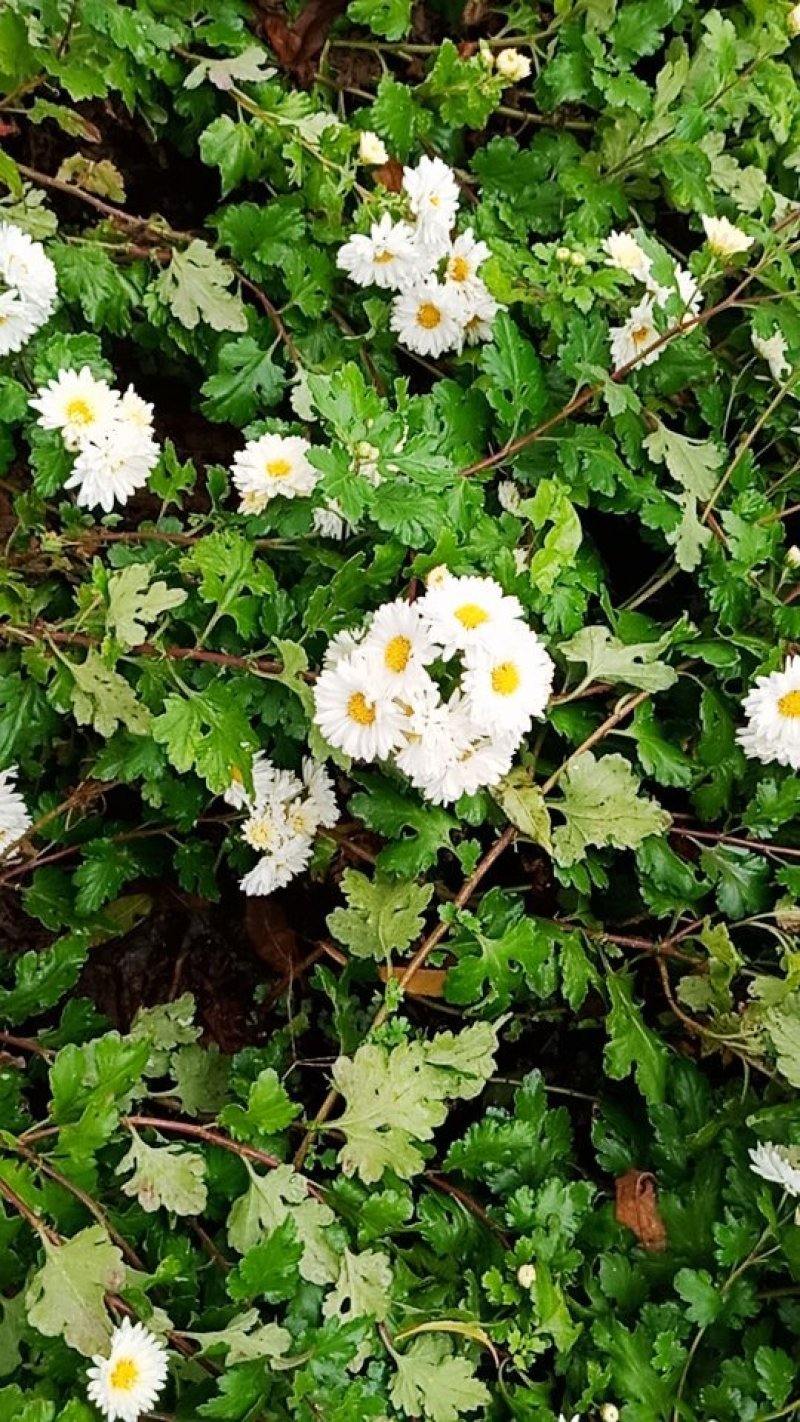 杭白菊