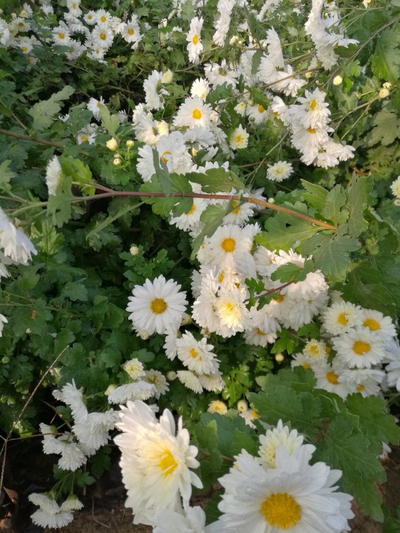 怀菊花