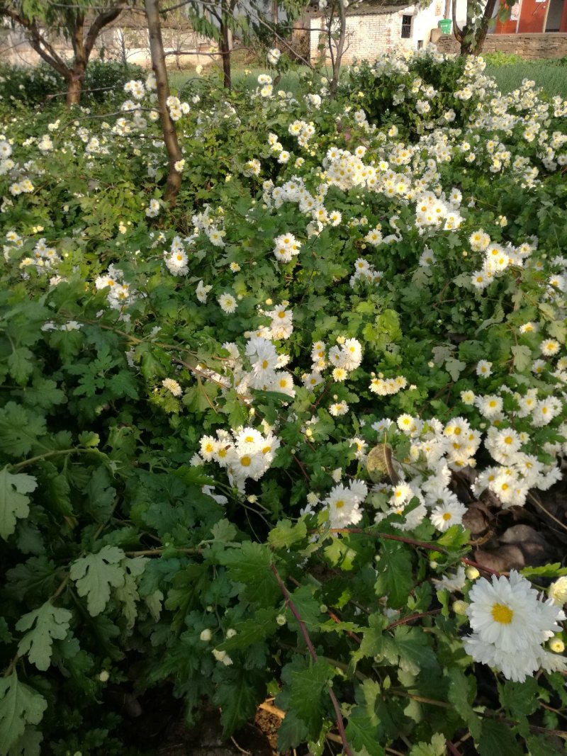 怀菊花