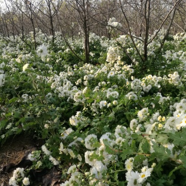 怀菊花
