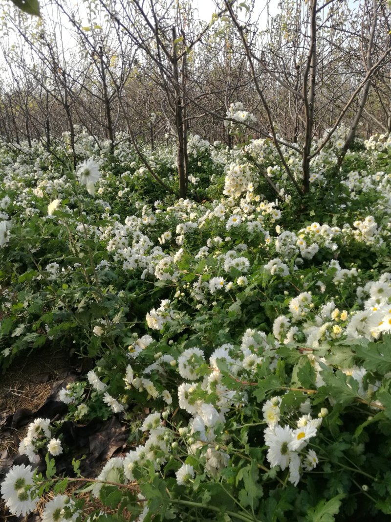 怀菊花