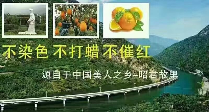 兴山纽荷尔产地直销