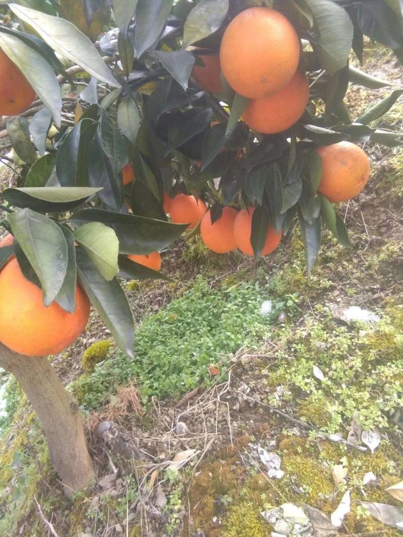 兴山纽荷尔产地直销