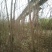 乌桕3~3.5m4~6cm