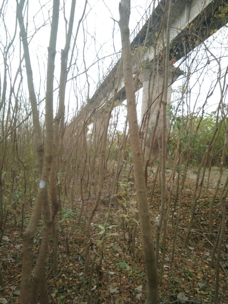 乌桕3~3.5m4~6cm