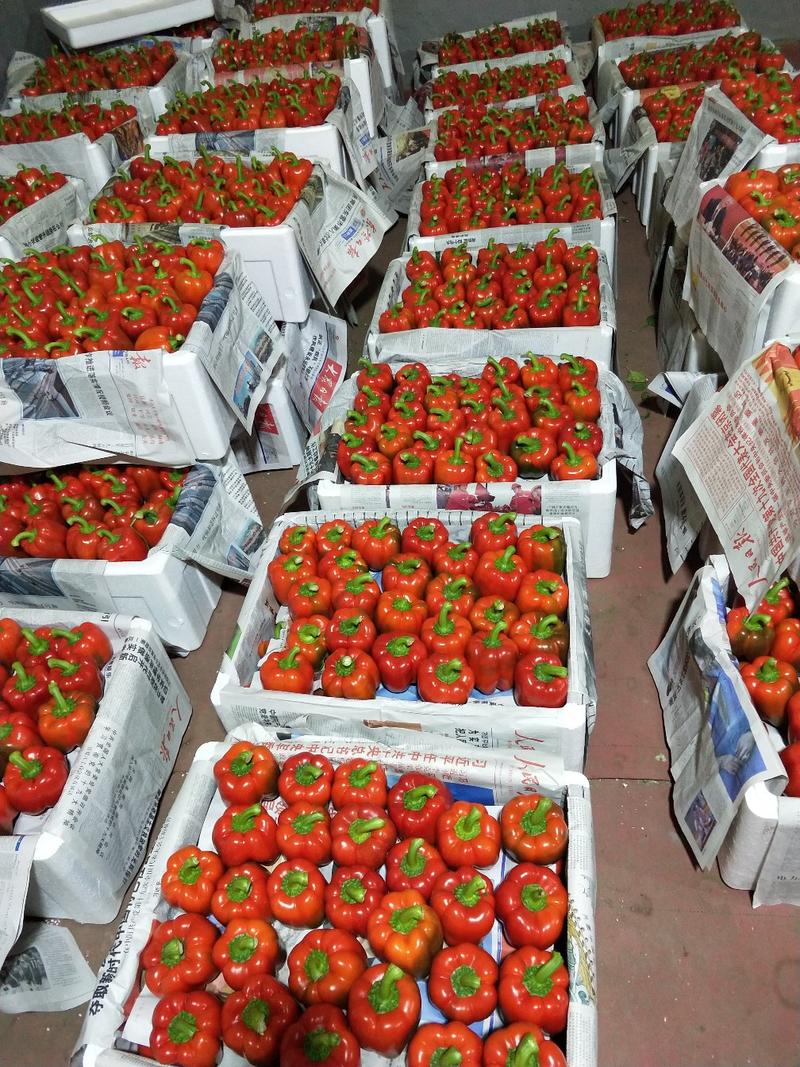 寿光市精品彩椒，全年有货，产地直销，品质保障，欢迎选购