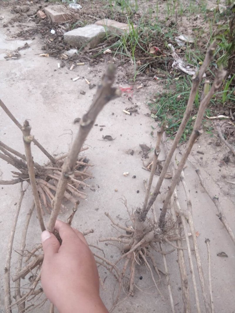 绿色种植，油用牡丹，花卉盆景，长期有货，良心商家放心购买