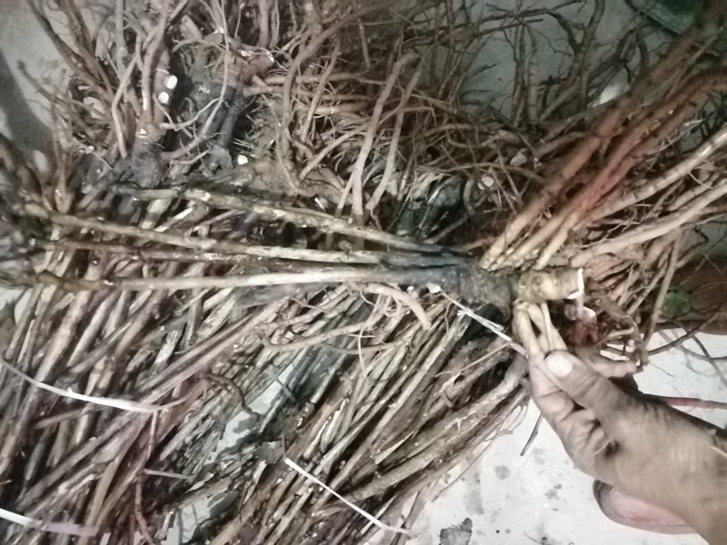 绿色种植，油用牡丹，花卉盆景，长期有货，良心商家放心购买