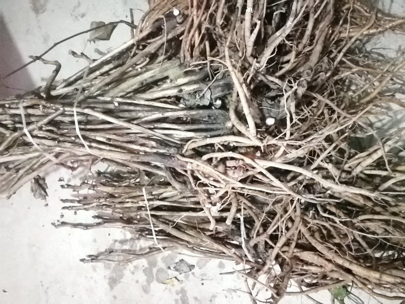 绿色种植，油用牡丹，花卉盆景，长期有货，良心商家放心购买