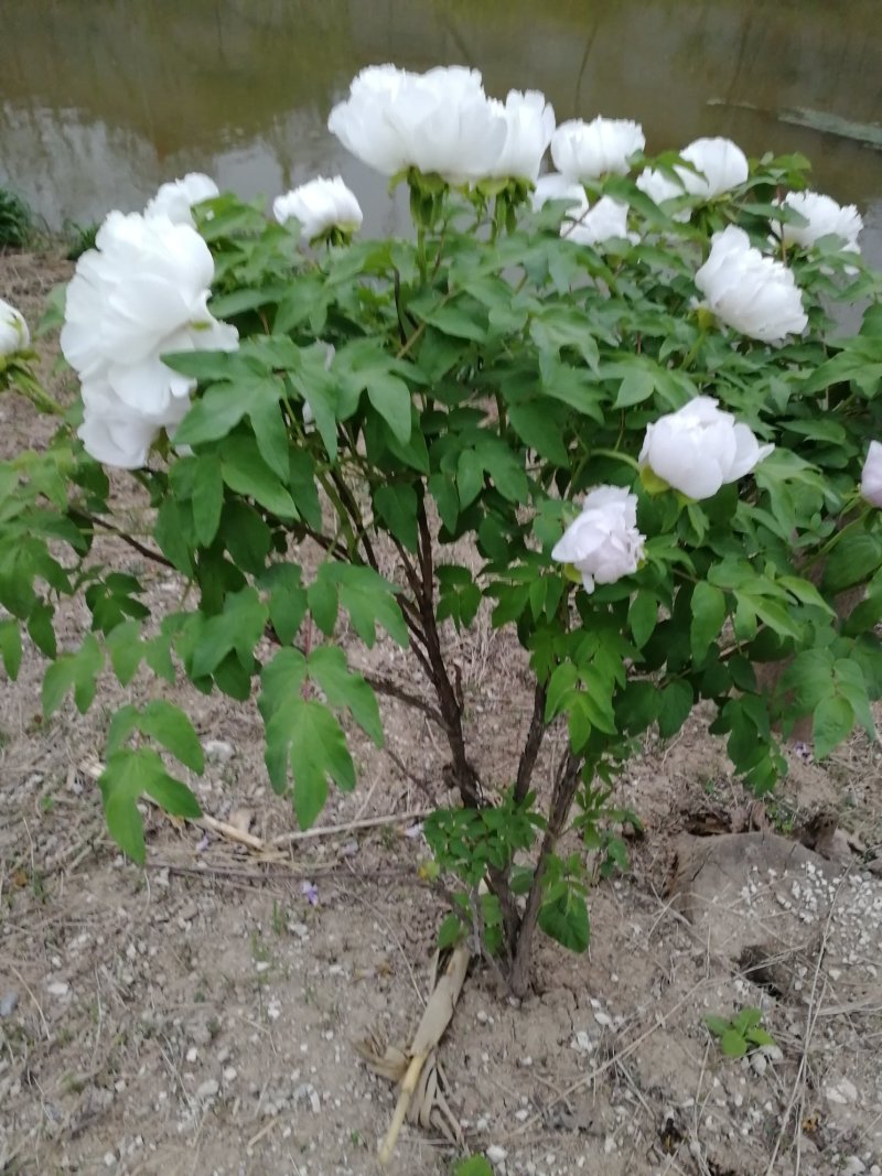 绿色种植，油用牡丹，花卉盆景，长期有货，良心商家放心购买