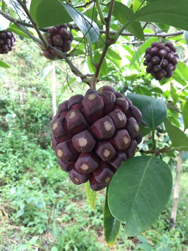 布福娜（黑老虎）苗