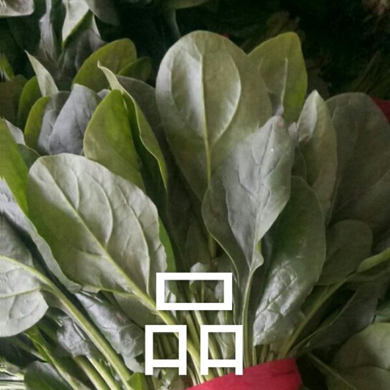 大量精品菠菜上市，本公司常年购销叶菜。。。